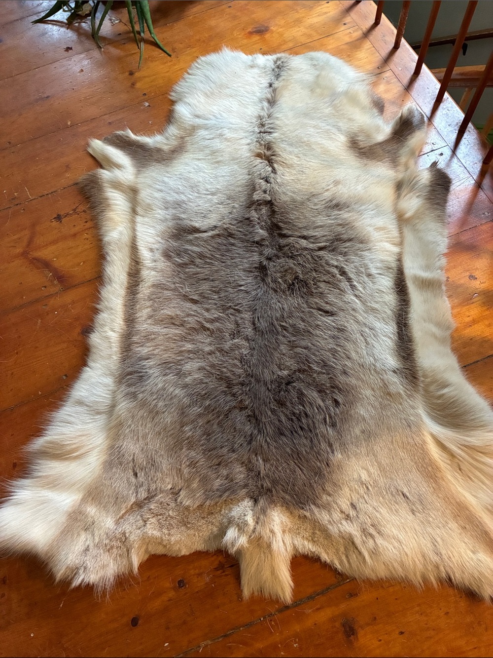 Authentic Reindeer Hide from Scandinavia